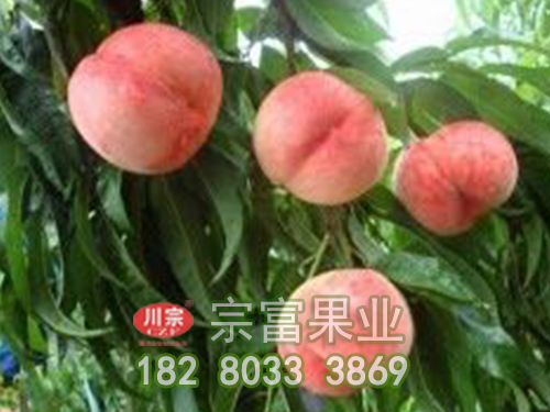 金秋桃苗