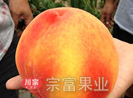 胭脂脆桃苗