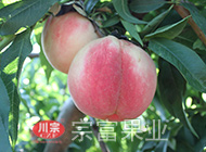 探春桃苗
