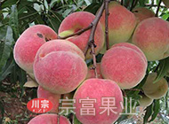 映霜红蜜桃