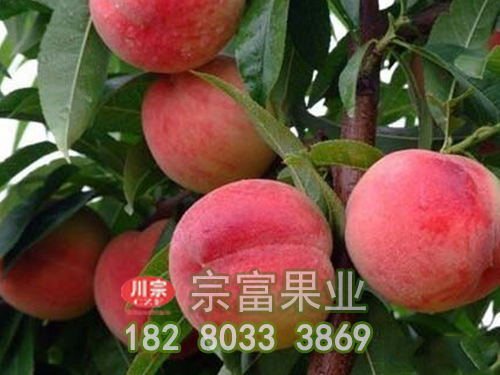 胭脂脆桃