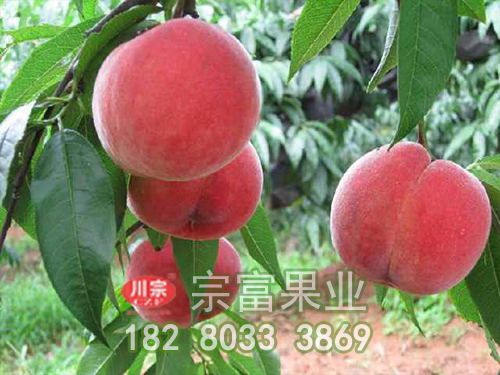 春蜜桃苗