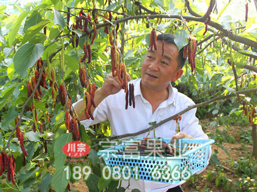 台湾长果桑苗 台湾长果桑苗