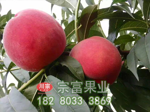 胭脂脆桃