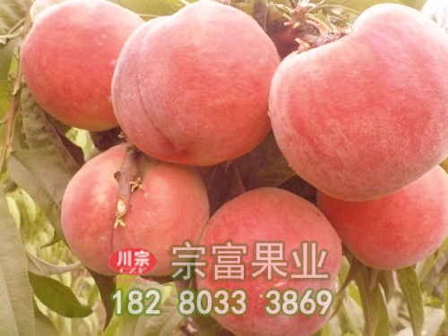 晚春桃苗