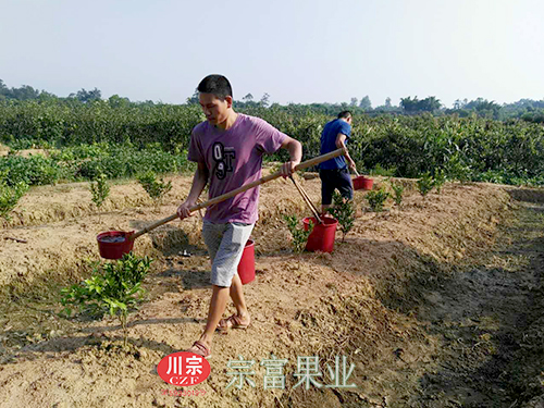 “宗富果业”技术团为春见杂柑苗浇水