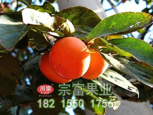 十月红柿子