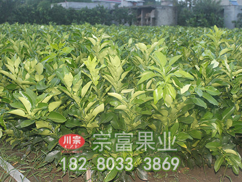 重庆桃树苗