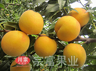 桃树苗