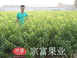 成都桃树苗