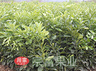 桃树苗