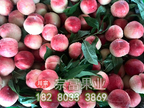 五月脆桃