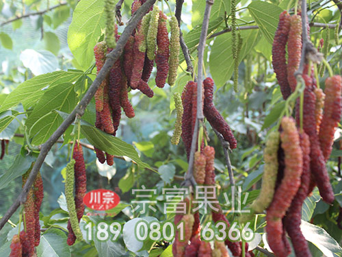台湾长果桑