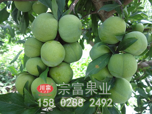 青脆李