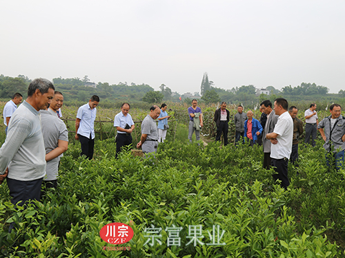 图为：金堂县果农朋友到“宗富果业”实地考察