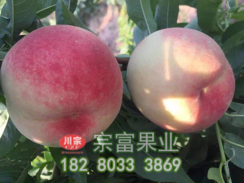 晚白桃
