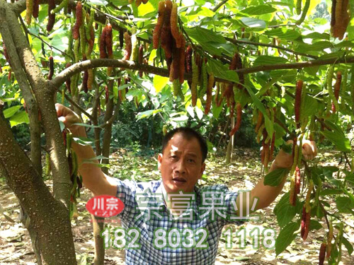 长果桑
