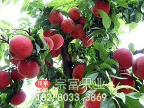 新品种桃子