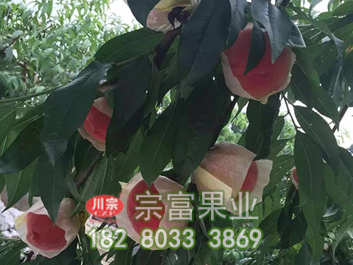 脆桃苗