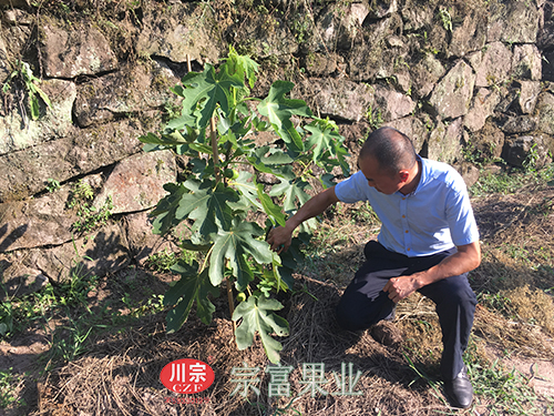 图为：“宗富果业”郑万清指导无花果苗栽培管理