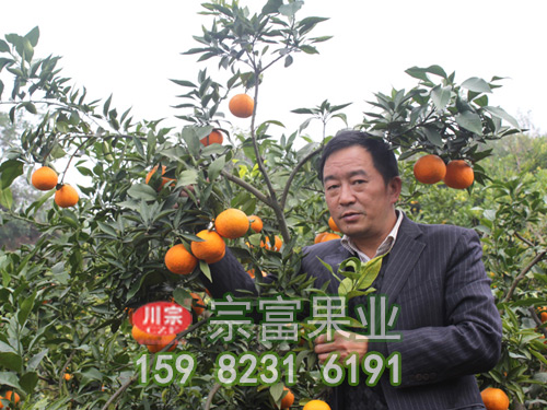 桃树苗木常见的繁育方式