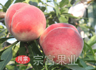 桃树苗夏季摘心方法