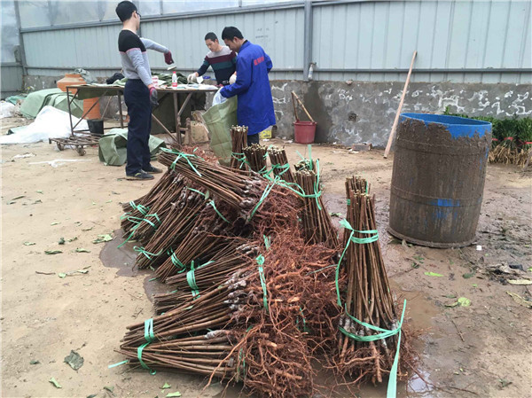 种植桃树苗前景越来越好！！！村民们大量抢购 现场图