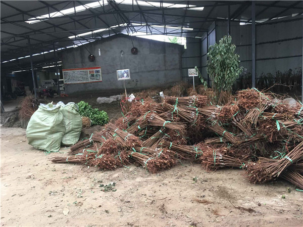 种植桃树苗前景越来越好！！！村民们大量抢购 现场图