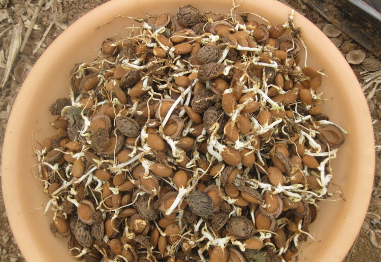 桃苗播种时间的选择
