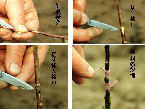 桃树苗高接品种更新