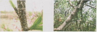 桃苗枝干害虫桑白蚧