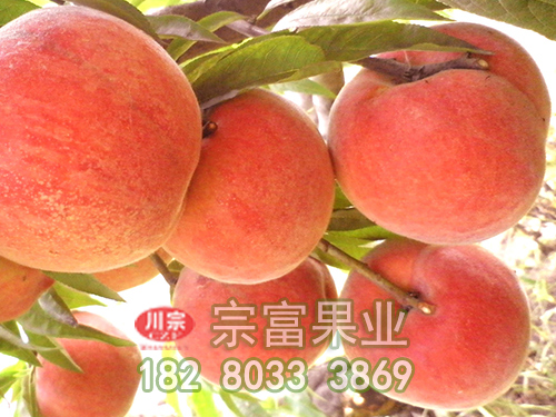 宗富桃树苗基地：施基肥的方法
