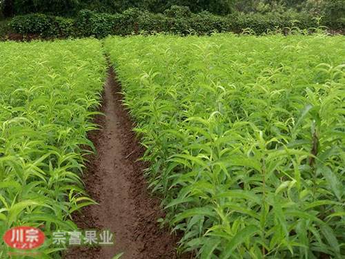 宗富桃树苗秋施基肥好处多