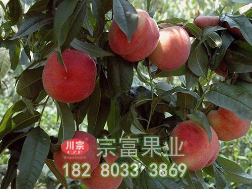 宗富桃树苗秋施基肥好处多