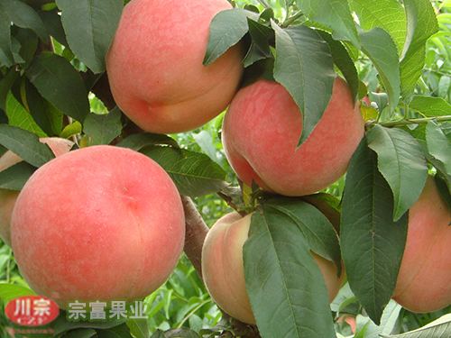 桃树苗是落叶性小乔木果树