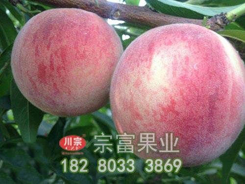 桃树苗怎样划分年龄时期