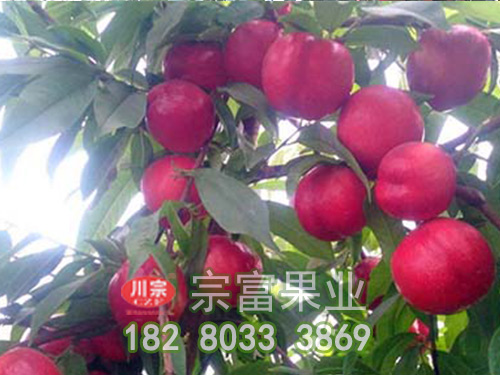 油桃苗的生长环境