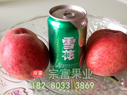 适合北方种植的桃树苗改如何选择？
