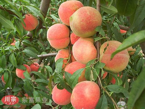 关于桃树苗根癌症有何防治对策 