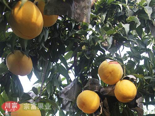 宗富桃树苗基地浅谈：果树根癌发病有什么规律