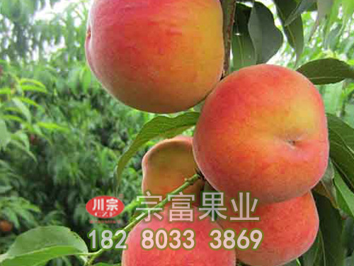 春季桃树苗怎么施农家肥会比较好?