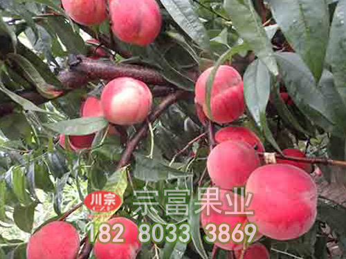 宗富桃树苗分享桃树流胶病