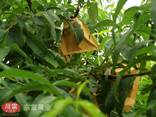 宗富桃树苗基地论套袋两大好处