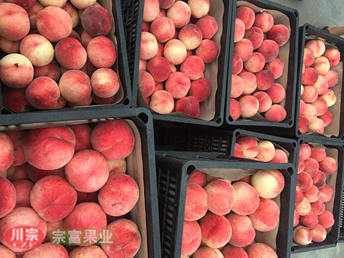 宗富桃树苗基地分享桃子采后注意事项