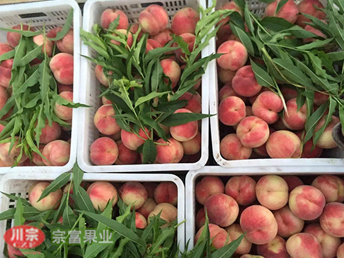 宗富桃树苗基地告知吃桃也有讲究