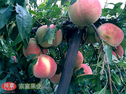 宗富桃树苗基地告知桃子春施多效唑效果好