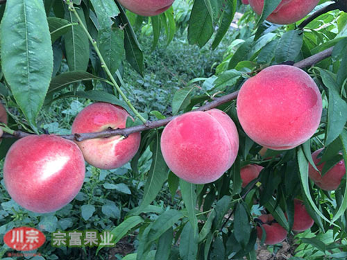 桃树苗秋季嫁接有几点注意事项
