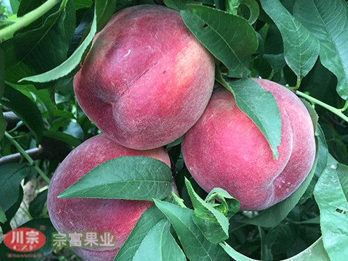 宗富桃树苗基地浅谈果园生草延长果树根系活动时间