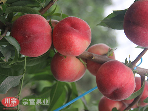 宗富桃树苗基地浅谈果园生草延长果树根系活动时间