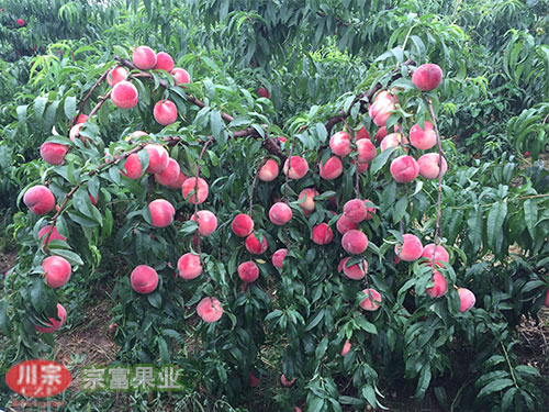 宗富桃树苗基地讲解桃子幼树提早挂果的措施